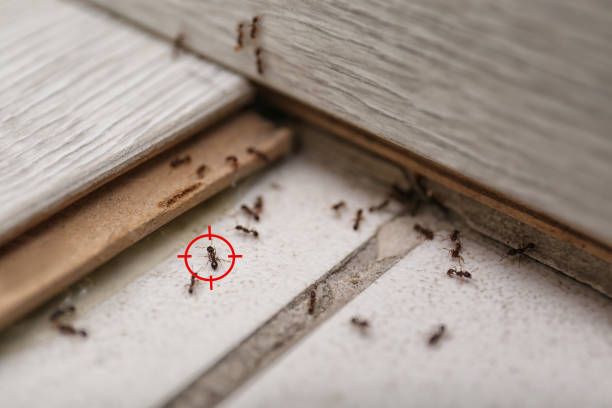 Best Bed Bug Extermination  in Shenandoah, TX