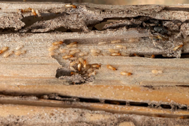 Best Pest Control for Restaurants  in Shenandoah, TX